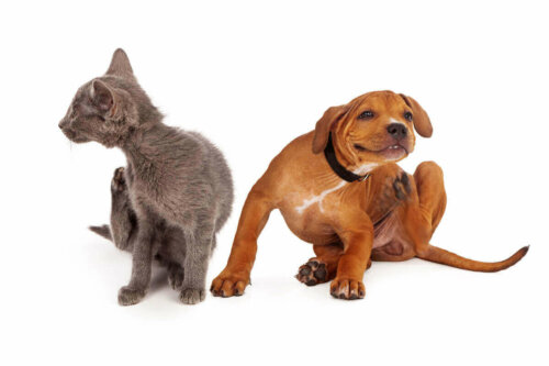Hund og kat klør sig grundet atopisk dermatitis