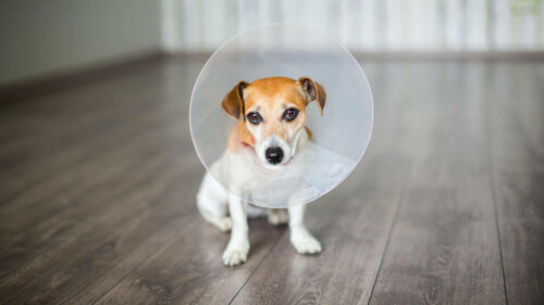 Hund med krave illustrerer kæledyr efter en operation