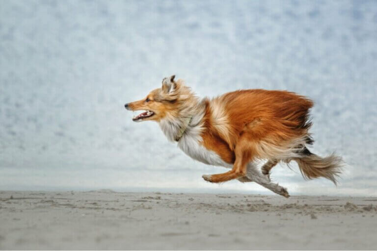 Hvilke hunderacer har størst sandsynlighed for at løbe væk?
