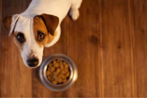 Sådan kan man se, om ens kæledyr har en fødevareallergi