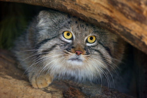 Vild kat gemmer sig under sten