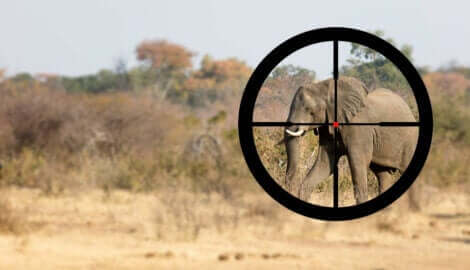 Krybskytte, som sigter mod elefant, viser behovet for at beskytte elefanter