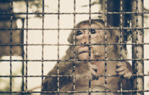 Illegal handel med dyr illustreres af abe i bur