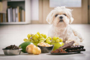 E-vitamin til hunde og katte illustreres med hund bag fødevarer med E-vitamin