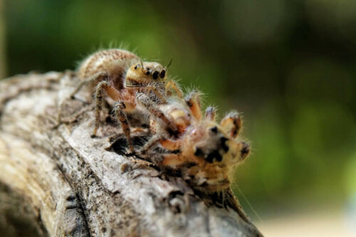 Edderkopper er eksempler på, hvordan dyremødre spiser deres afkom