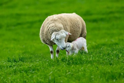 Får med lam symboliserer abort hos små drøvtyggere