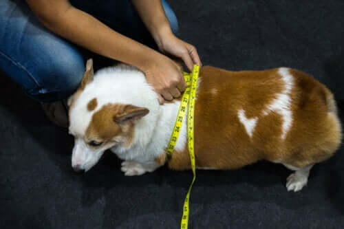 Mand kan måle maveomkreds for at evaluere overvægtige hunde