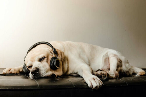 Hund med høretelefoner