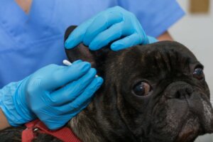 Hvad er årsagerne til otitis externa hos hunde?