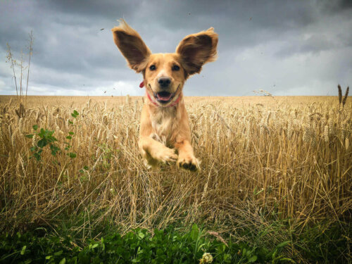 Hunde med store ører oplever ofte otitis externa hos hunde