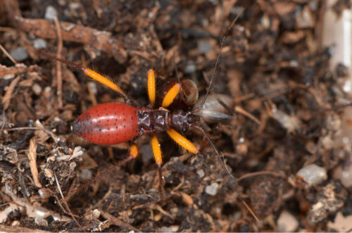 Insekt med orange ben
