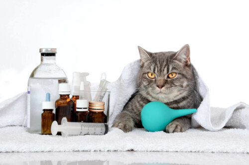 Kat med medicin mod symptomerne på leukæmi hos katte