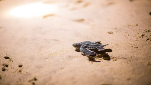 Lille skildpadde i sand