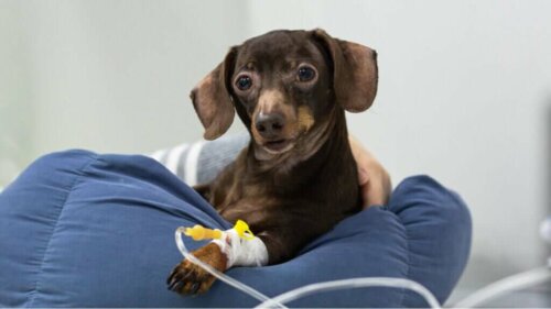 Intravenøs behandling hos kæledyr og mulige komplikationer