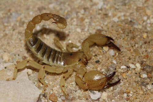 Den israelske ørkenskorpion er en af de kendte typer af skorpioner