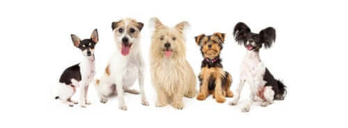 Hunde sammen symboliserer sundhedsproblemer hos små hunderacer