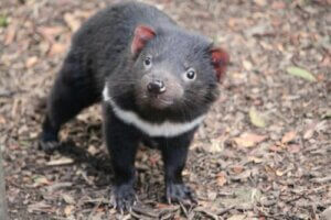 Den tasmanske djævel vender tilbage til fastlandet i Australien