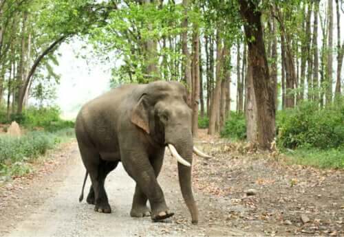 Typer af og kendetegn ved asiatiske elefanter