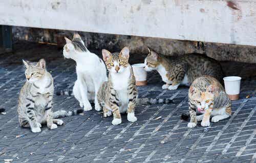 Kattene fra Alhambra