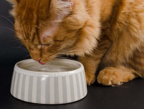 Katte drikker ikke ret meget vand: Årsager
