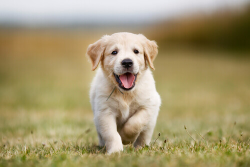 Hundehvalp løber på græs