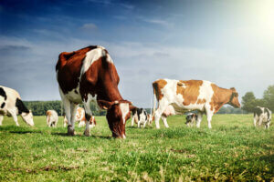 Dyrs akklimatiseringskapacitet illustreres af køer på græs i tempereret klima