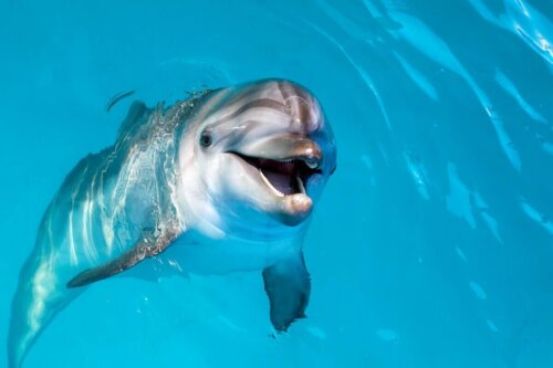 Delfin i vand