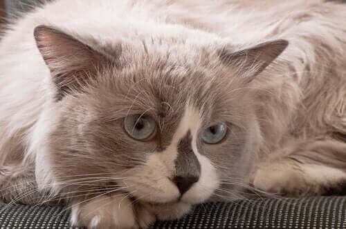 Grå kat med blå øjne