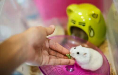Ejer giver vitaminer for at forebygge svulster hos hamstere