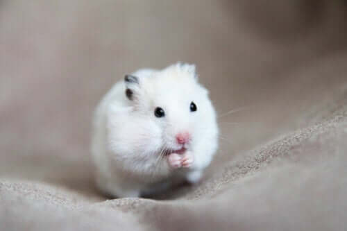 Hvidt hamster