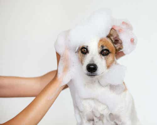 Vask kun hunden med en egnet shampoo