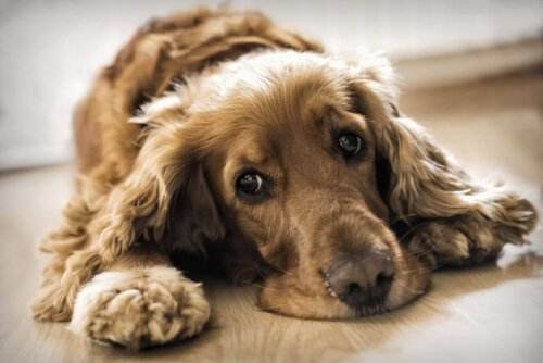 Trist hund er eksempel på, at dyr kan lide af depression
