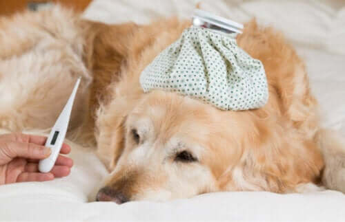 Hund med feber grundet forkølelse hos hunde