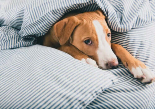 Hund i seng illustrerer forkølelse hos hunde