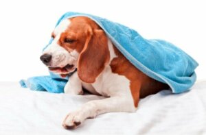 Beskrivelse af infektiøs bronkitis hos hunde