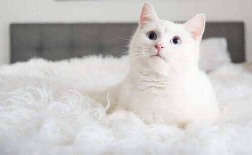 Hvid kat i seng