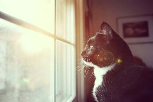 Kat, der stirrer ud af vindue