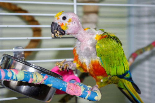 Papegøjer er eksempel på, at dyr kan lide af depression