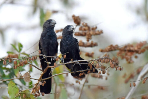 To sorte fugle i træ