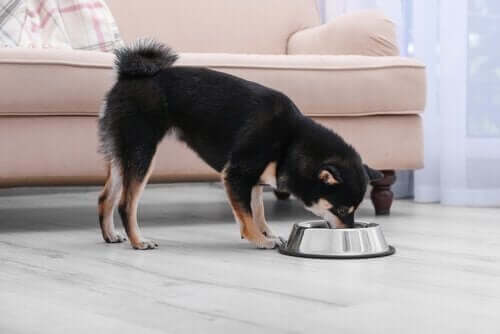 Almindelige hundesygdomme relateret til dårlig ernæring