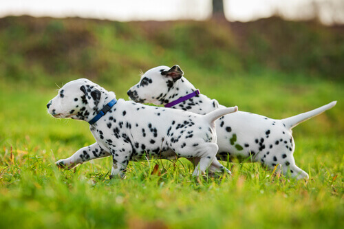 Dalmatinere løber i græs