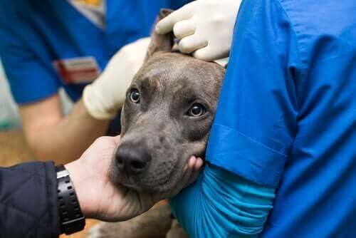 Taiwans første center til bloddonation for hunde