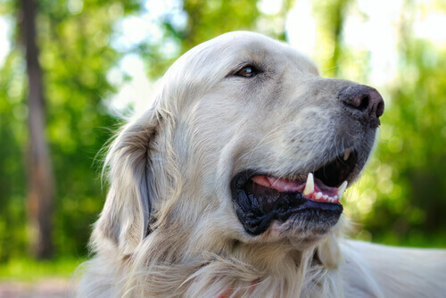 En hunds knurhår er vigtige, som de ses her på en hvid hund