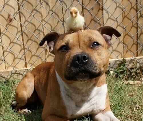 Et usandsynligt venskab mellem en hund og en kylling