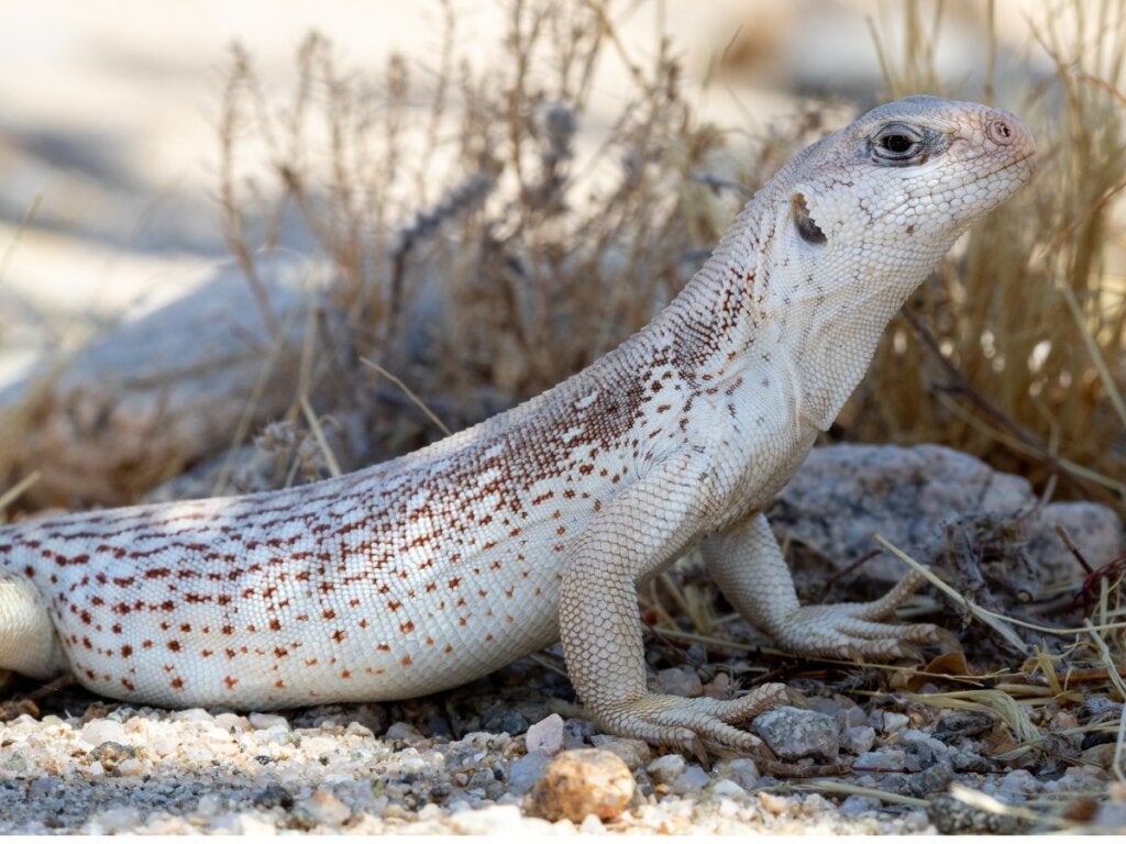 Desert Iguana: Habitat og egenskaber