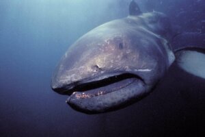 Megamouth Hajen: Habitat og egenskaber