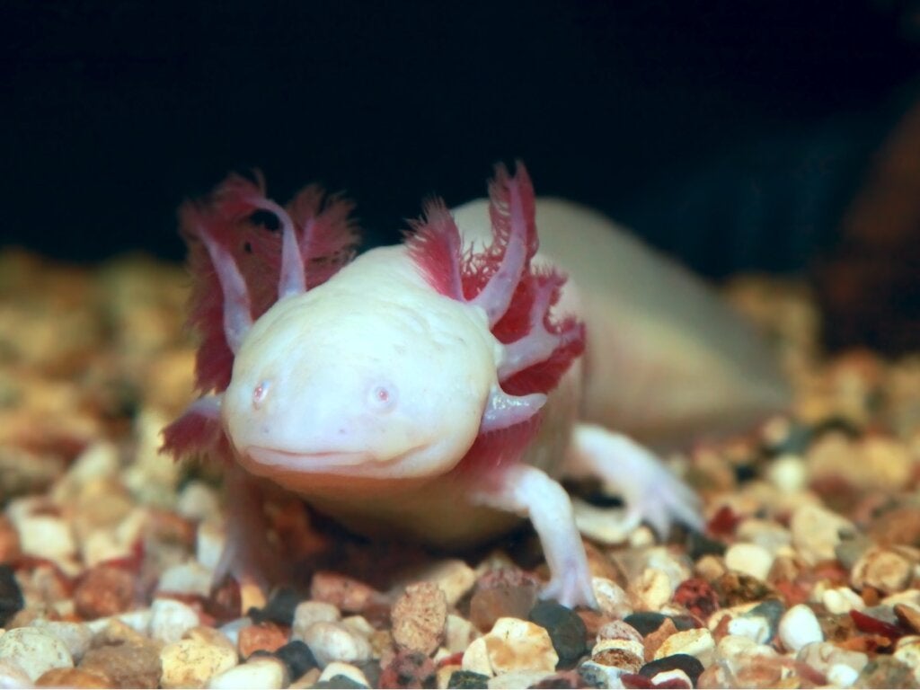 10 interessante fakta om Axolotl