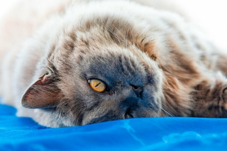 British longhair kat: Oprindelse og karaktertræk