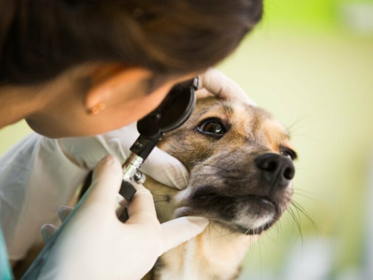 Uveitis hos hunde: Årsager, symptomer og behandling