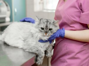 Pleural effusion hos katte: Årsager, diagnose og behandling